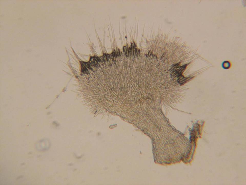 Albotricha washingtonensis image
