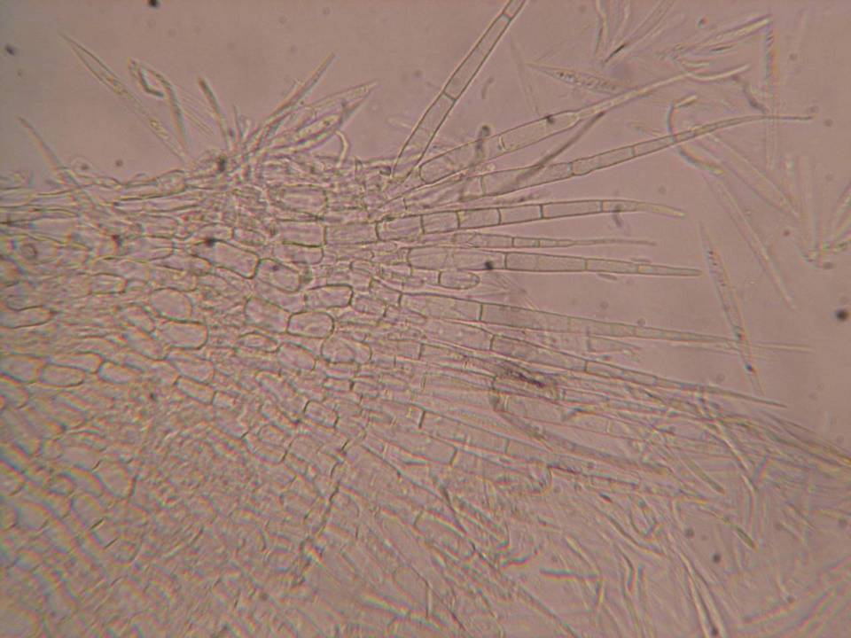 Albotricha washingtonensis image