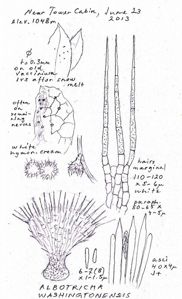 Albotricha washingtonensis image