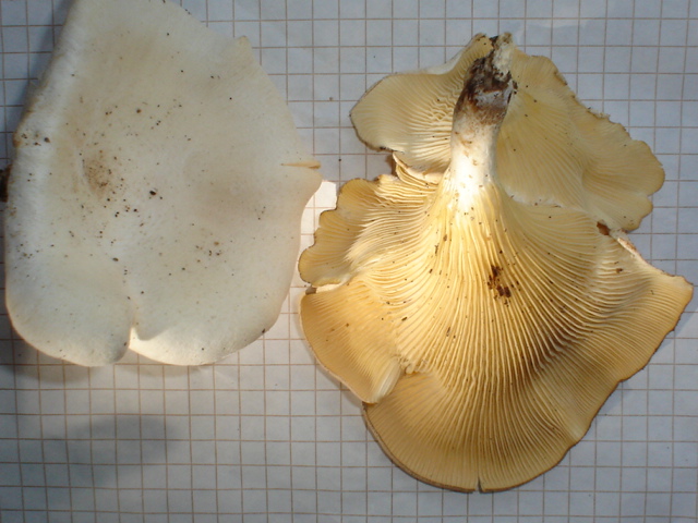 Lentinus scleropus image
