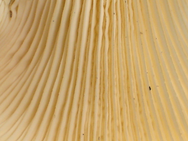 Lentinus scleropus image