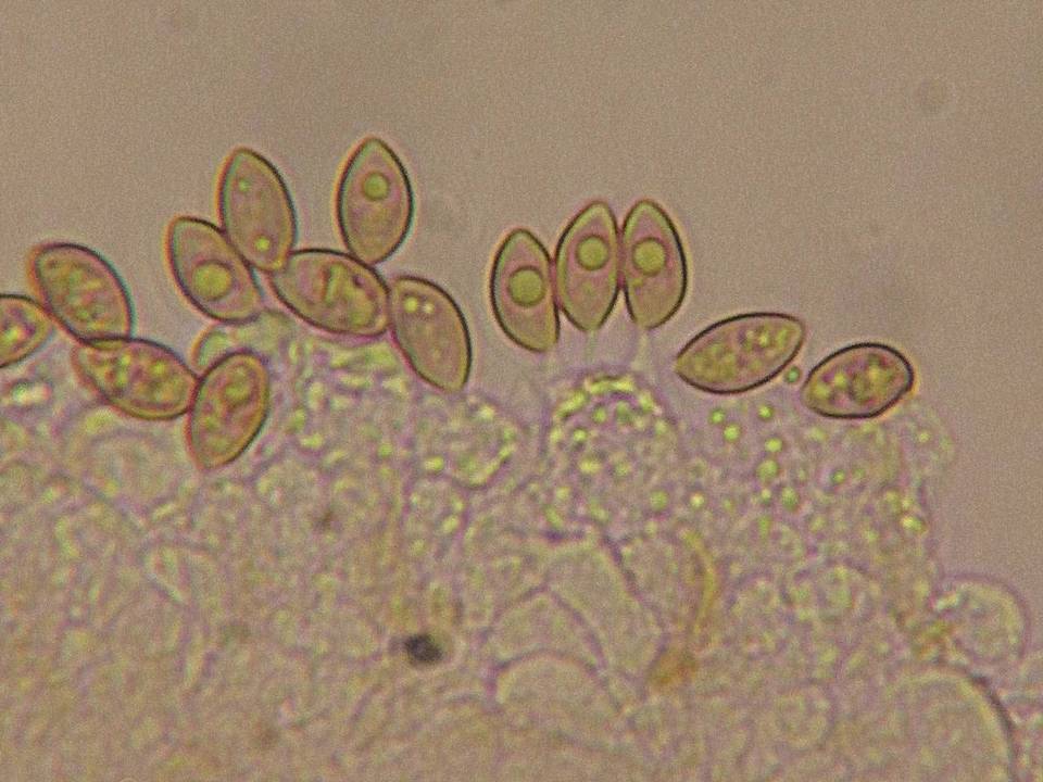 Galerina camarinoides image