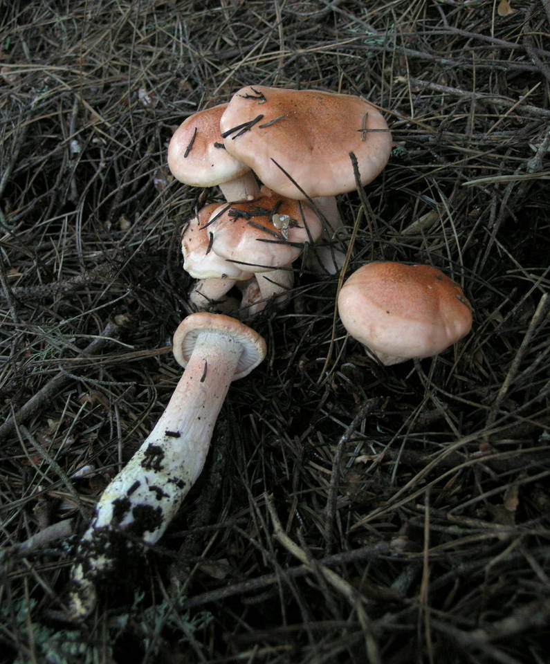 Hygrophorus fragrans image
