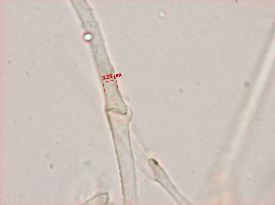 Panaeolus goossensiae image