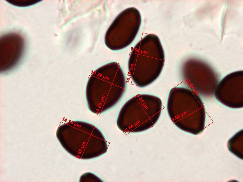 Panaeolus goossensiae image
