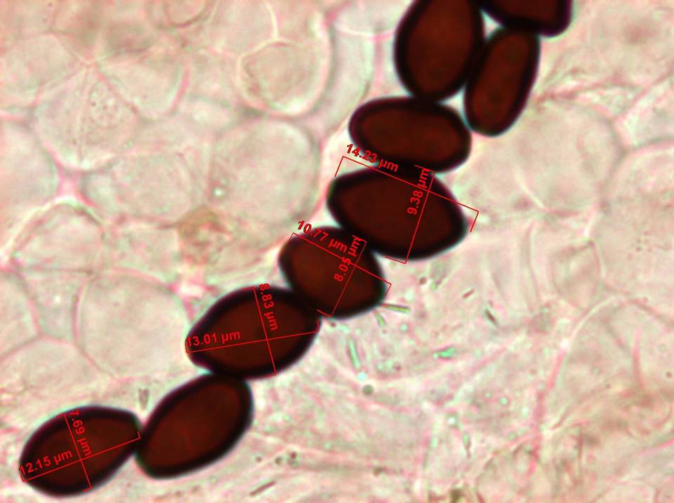 Panaeolus goossensiae image