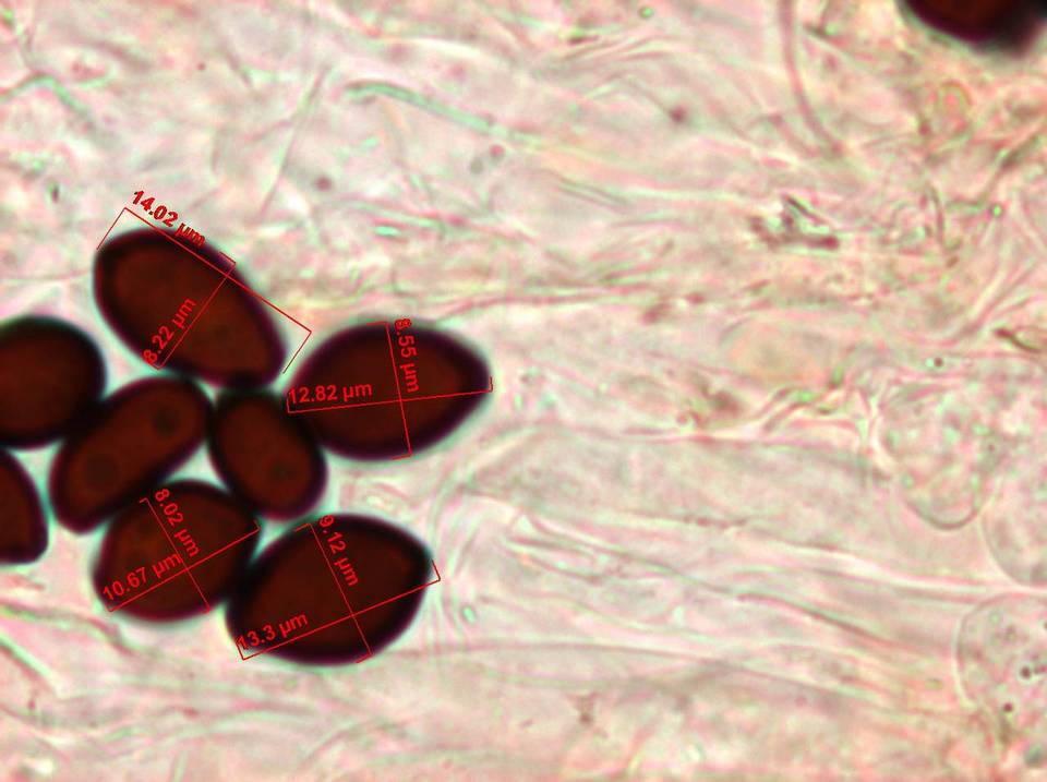 Panaeolus goossensiae image