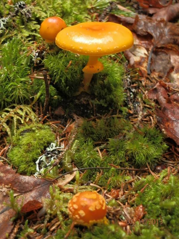Amanita flavoconia var. flavoconia image