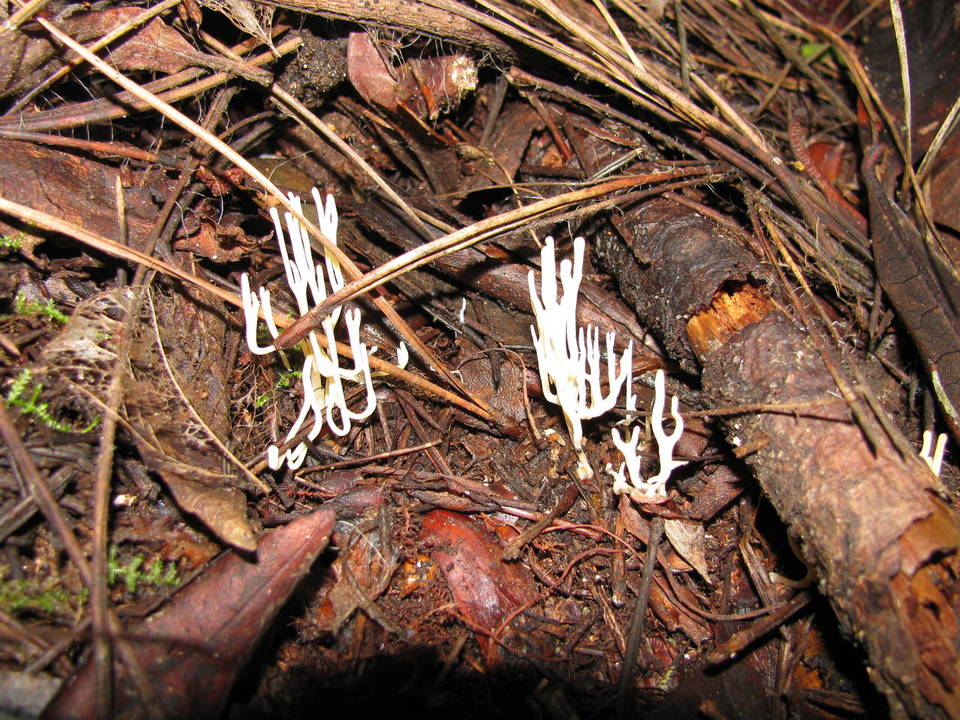 Ramariopsis subtilis image