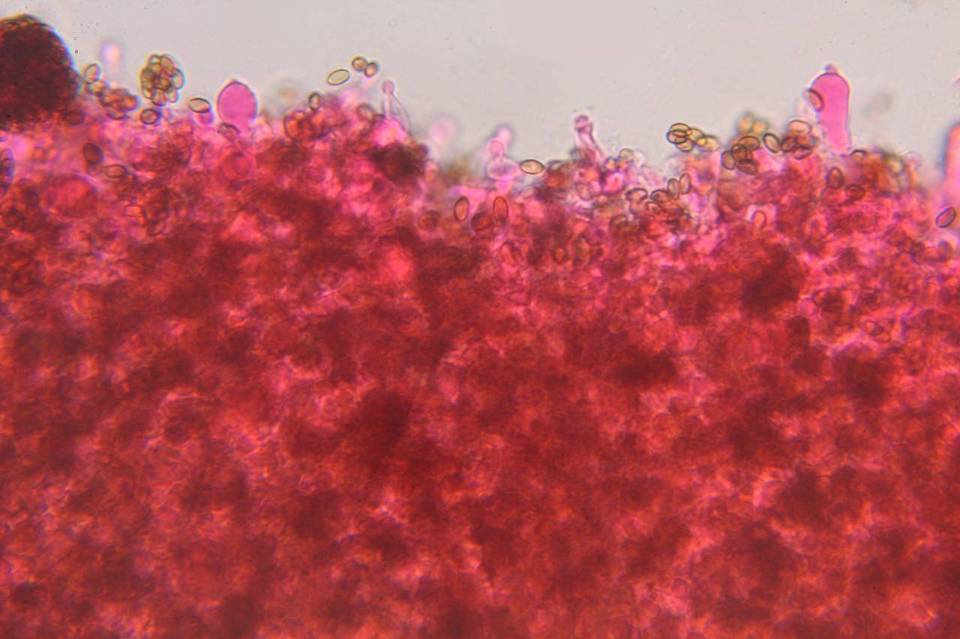 Psilocybe washingtonensis image