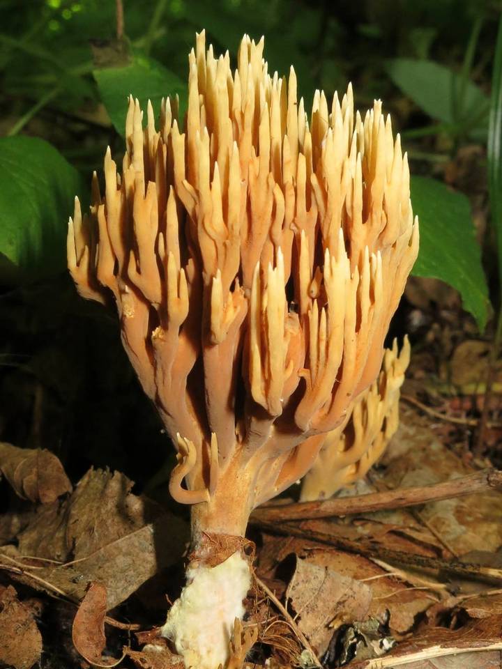Ramaria murrillii image