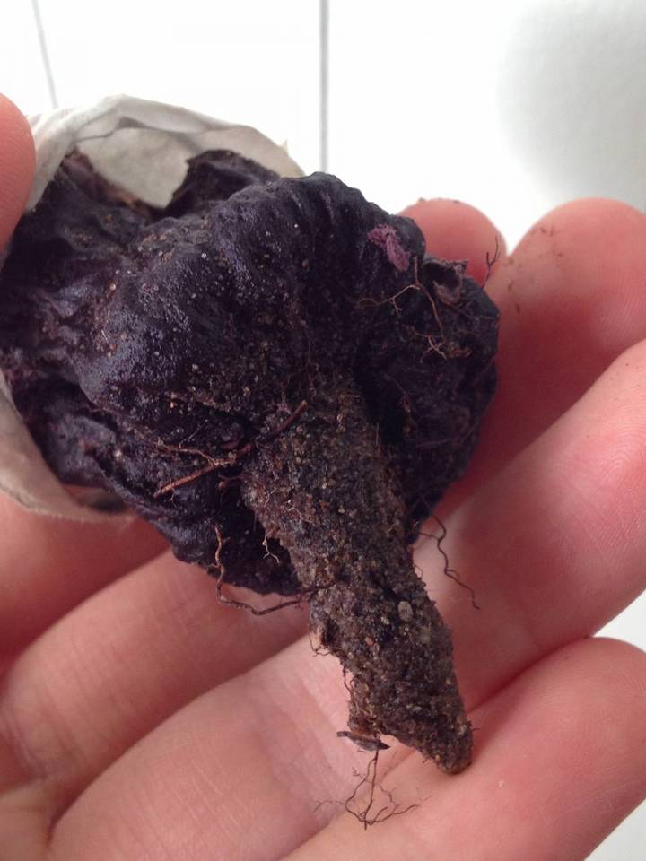 Scleroderma macrorhizon image