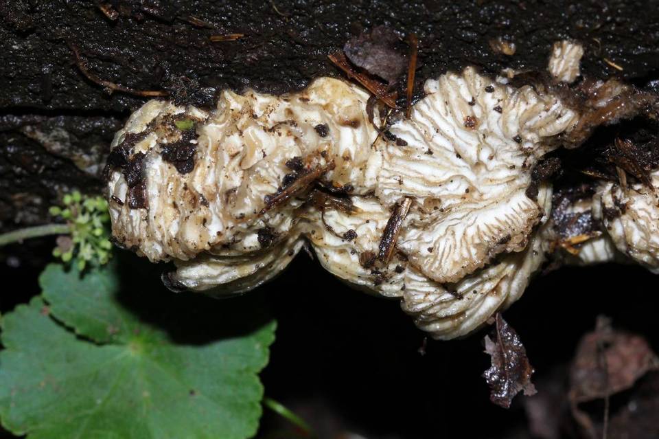 Hypomyces tremellicola image