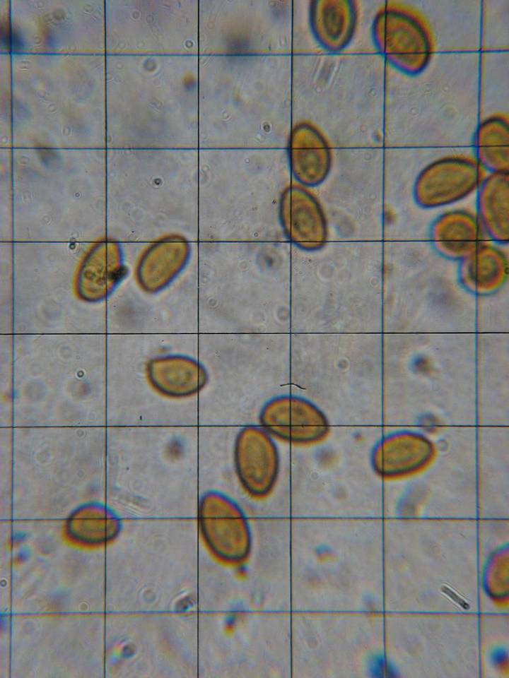 Gymnopilus flavidellus image