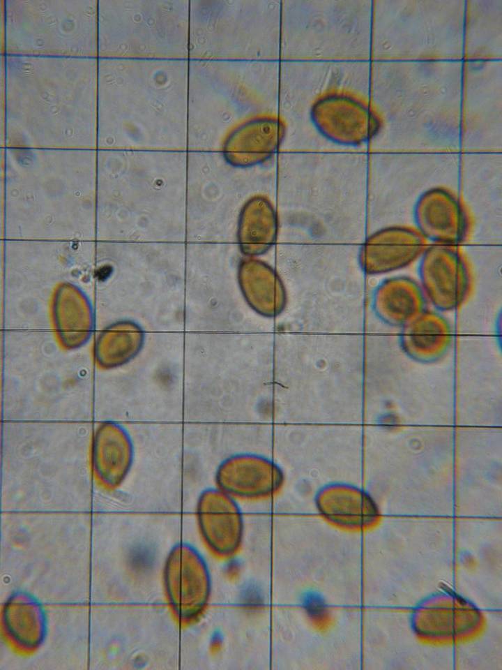 Gymnopilus flavidellus image