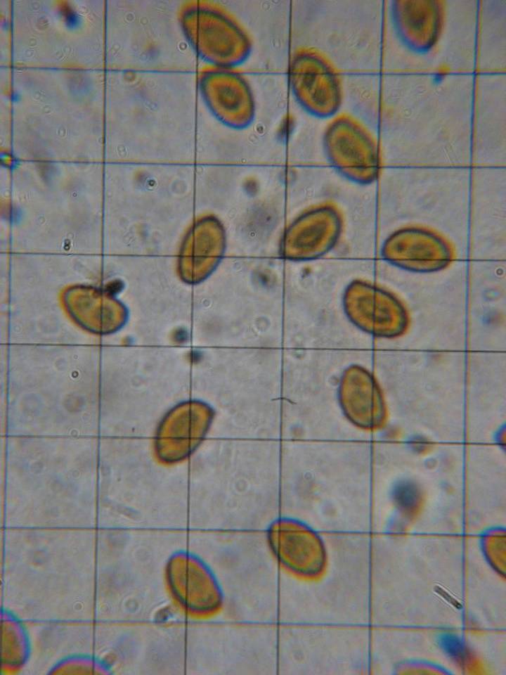 Gymnopilus flavidellus image