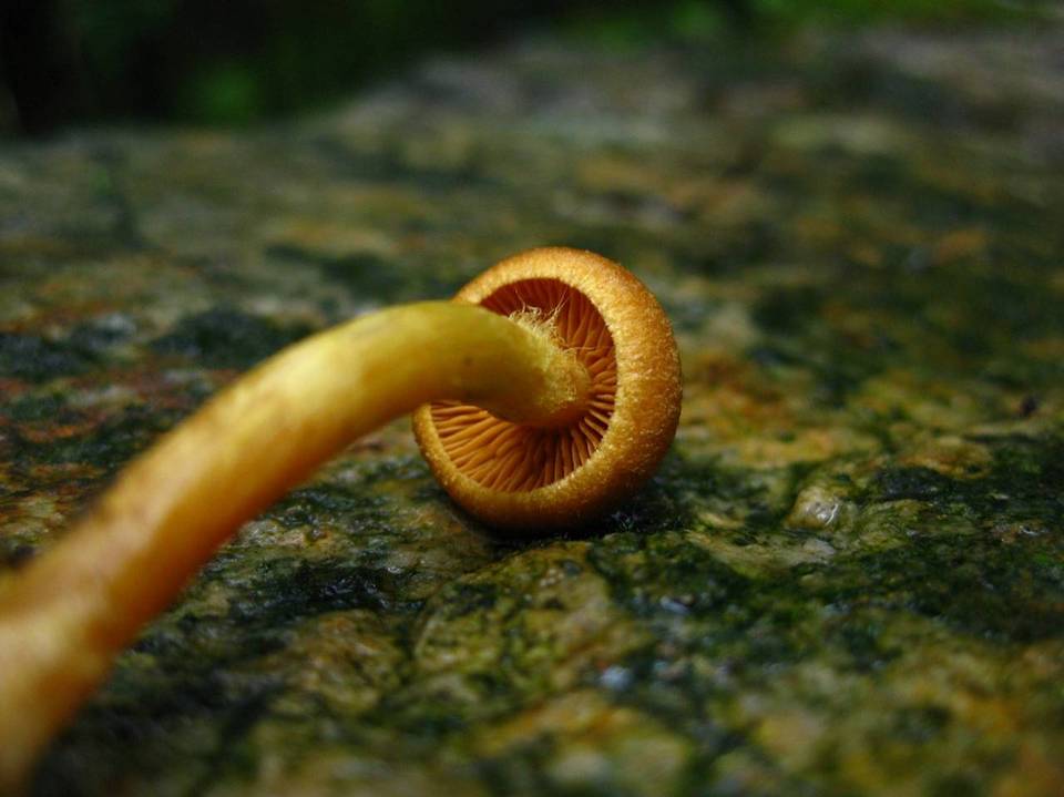 Cortinarius saniosus image