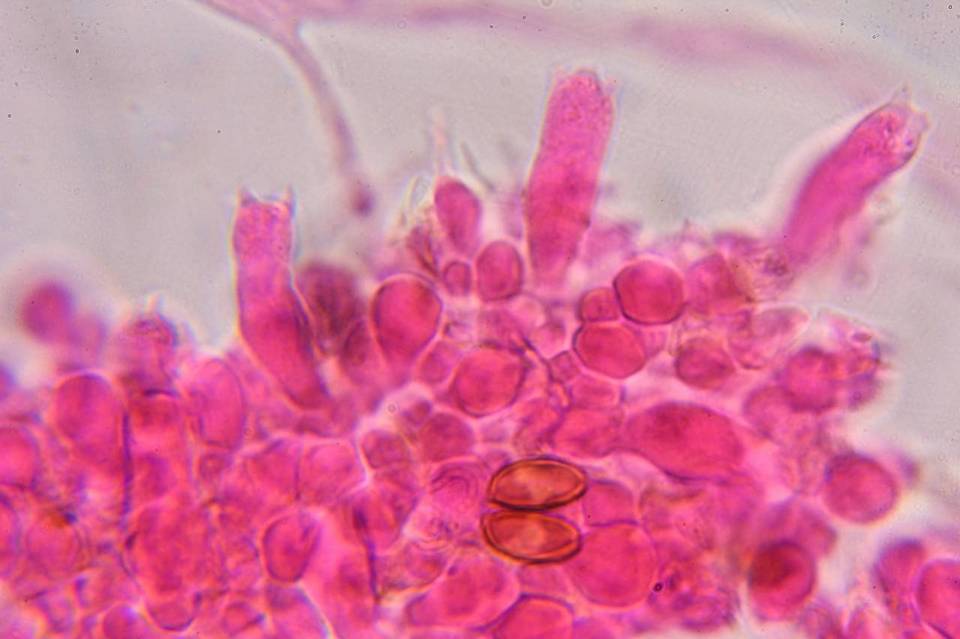 Psilocybe strictipes image