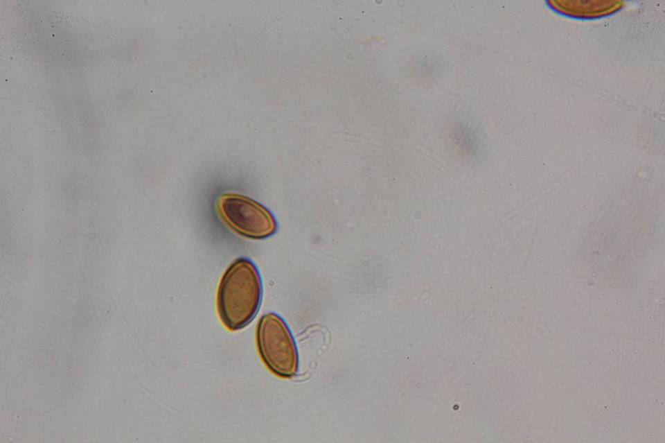 Psilocybe strictipes image