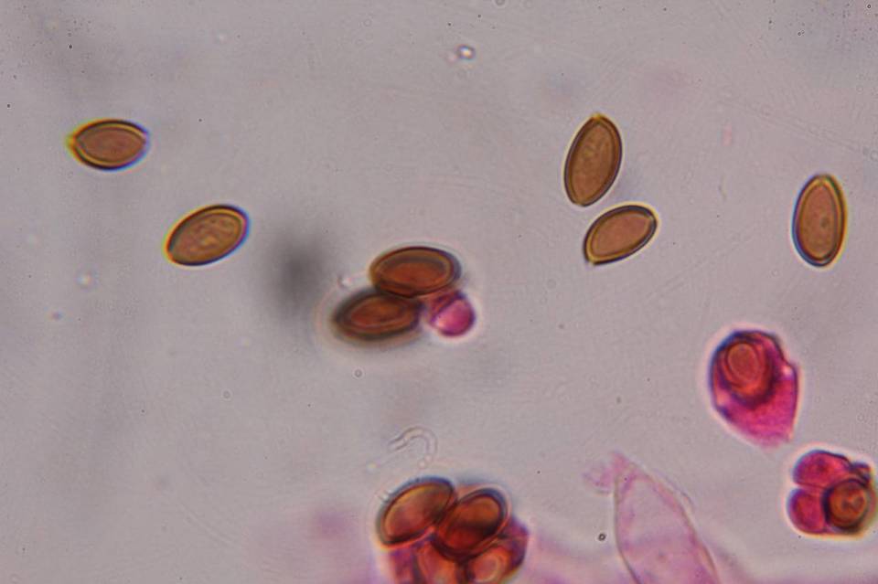 Psilocybe strictipes image