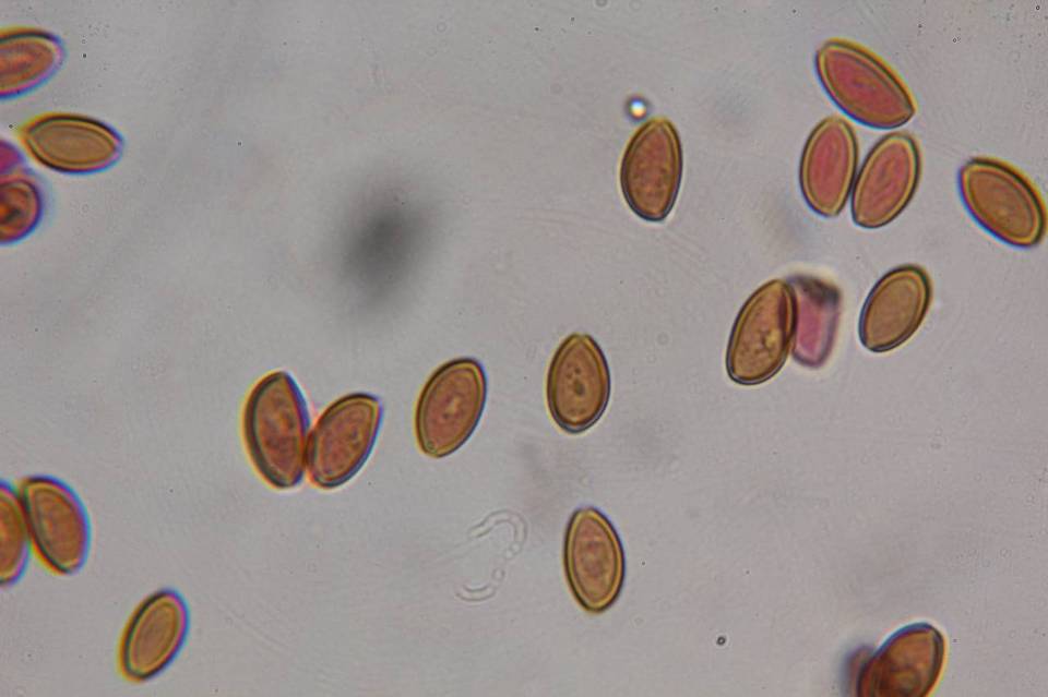 Psilocybe strictipes image