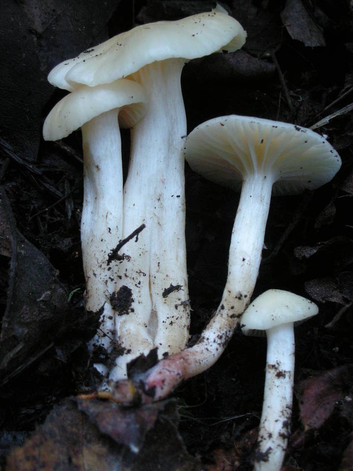 Camarophyllus virgineus image