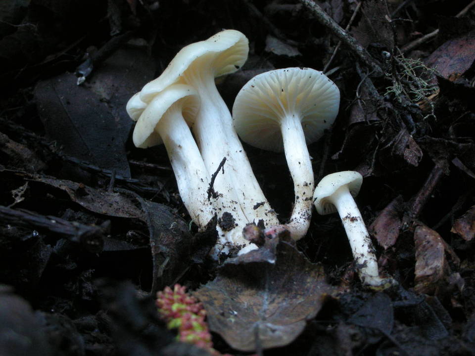 Camarophyllus virgineus image