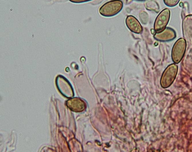Psilocybe pelliculosa image