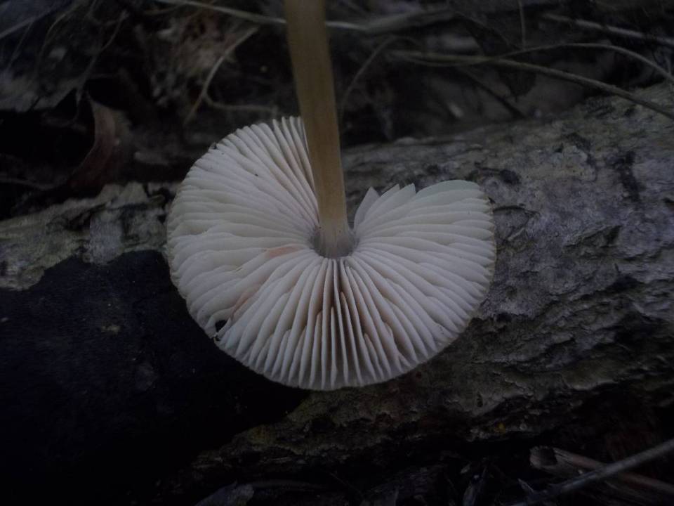 Pluteus semibulbosus image