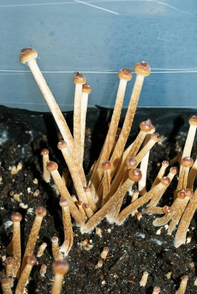 Psilocybe galindoi image