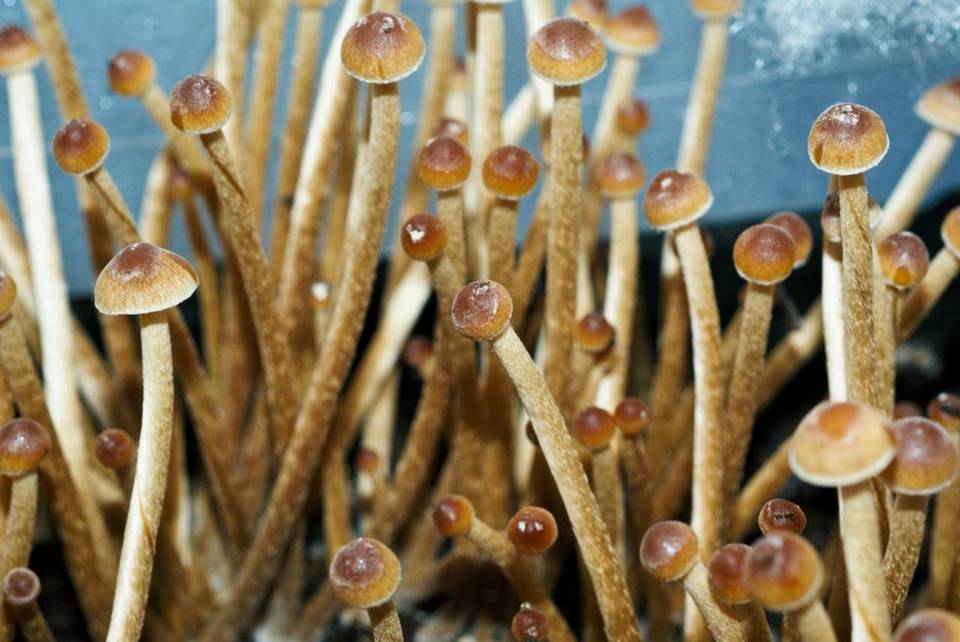 Psilocybe galindoi image