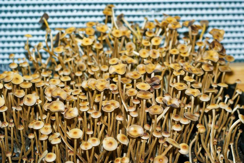 Psilocybe galindoi image