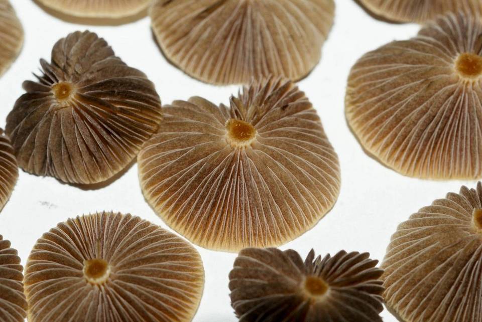 Psilocybe galindoi image