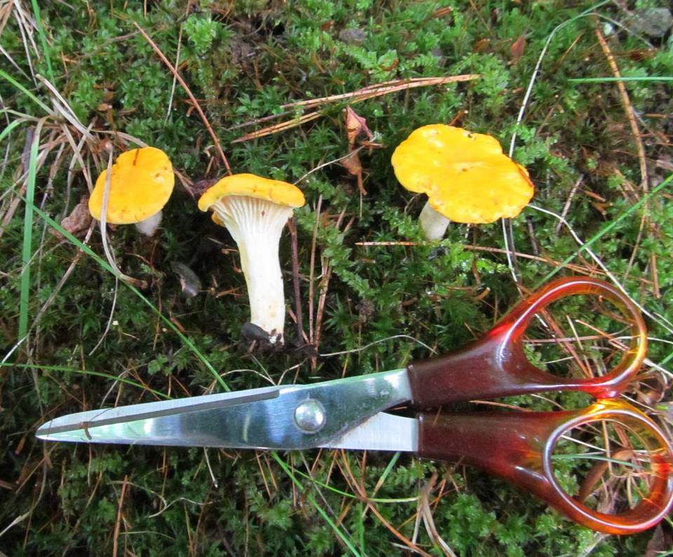 Cantharellus phasmatis image