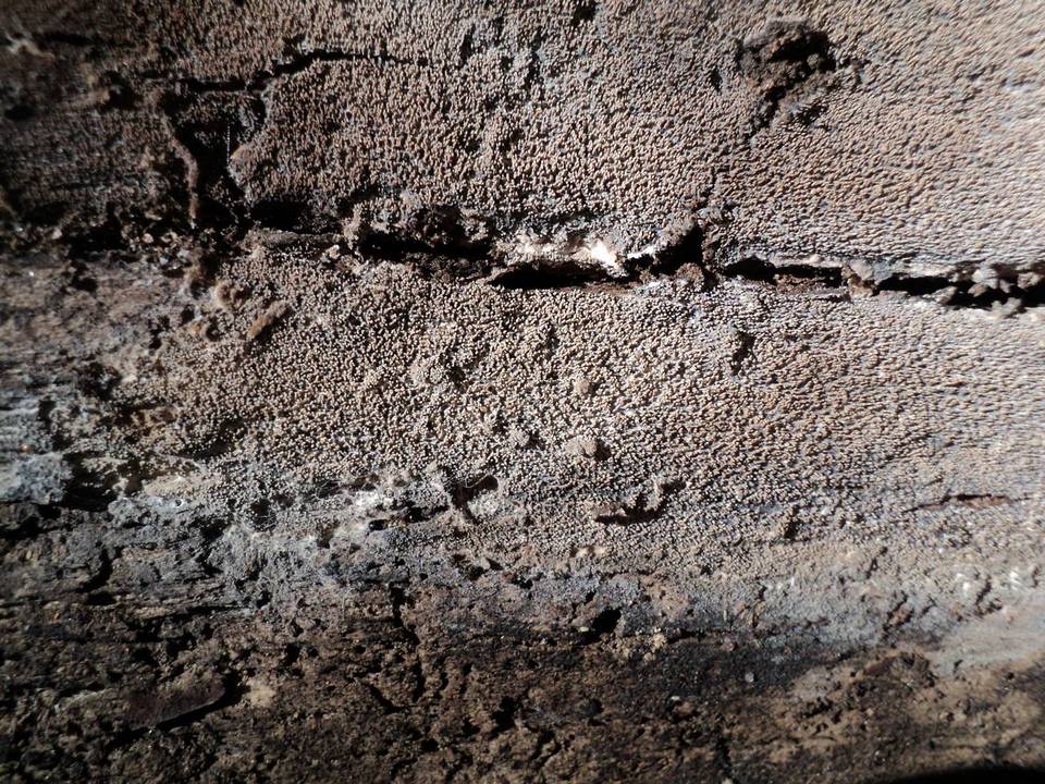 Hyphodontia nespori image