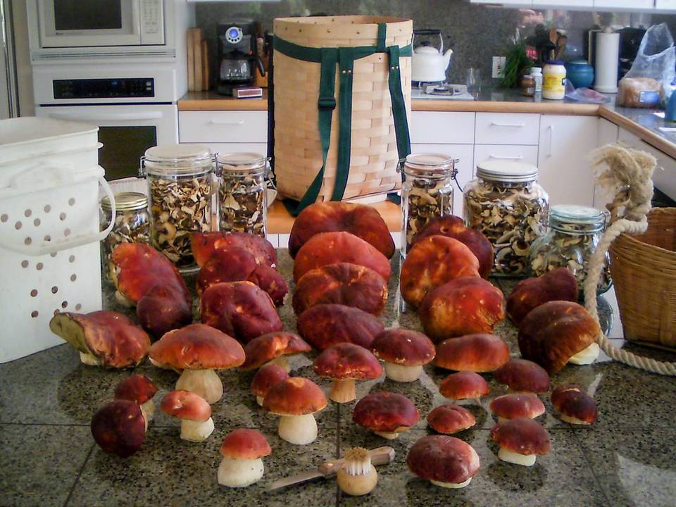 Boletus rubriceps image