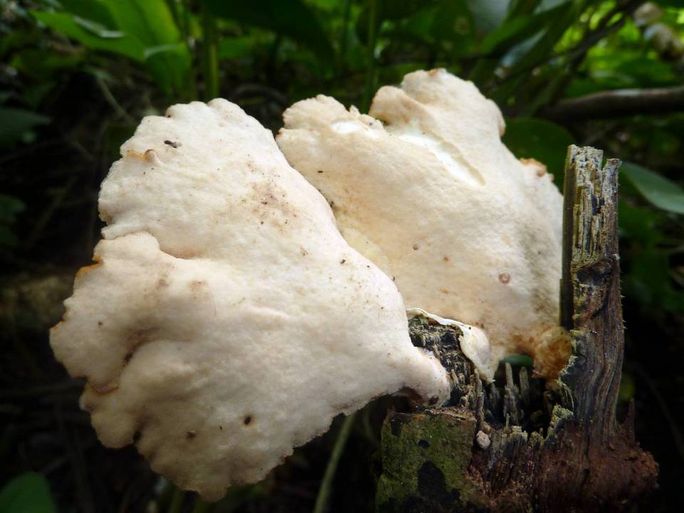 Antrodiella versicutis image
