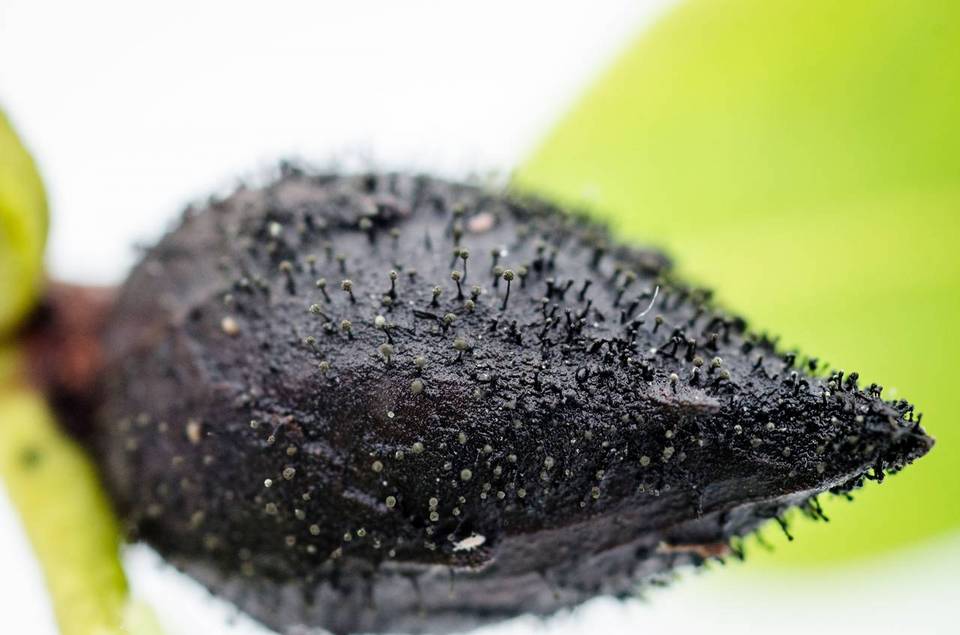 Seifertia azaleae image