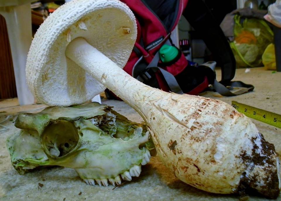 Amanita ravenelii image