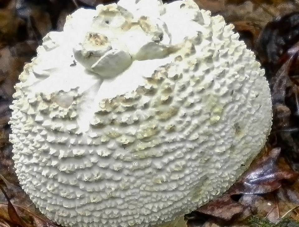 Amanita ravenelii image