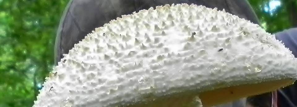Amanita ravenelii image