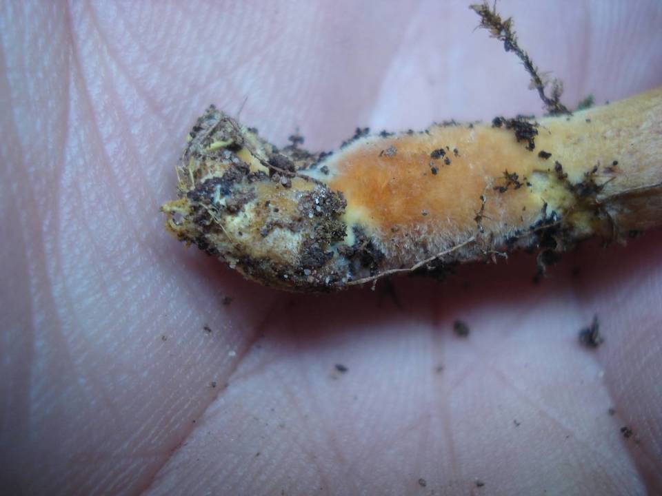 Phylloporus rhodoxanthus subsp. americanus image