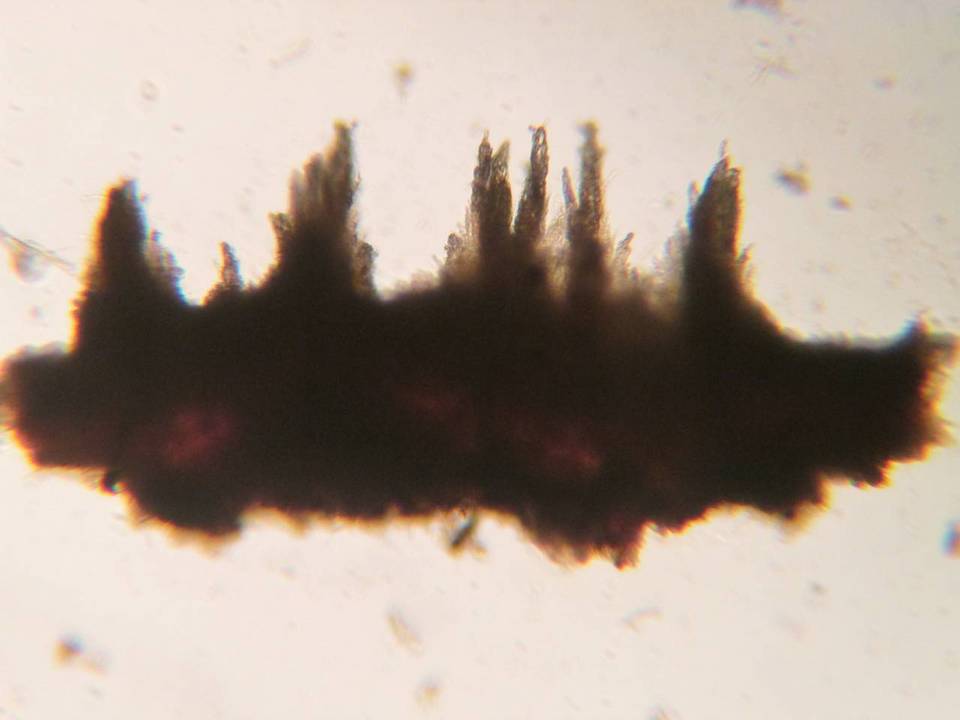 Mycoacia fuscoatra image