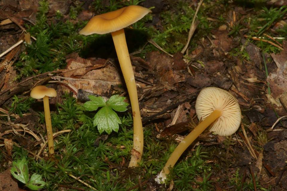 Entoloma farlowii image