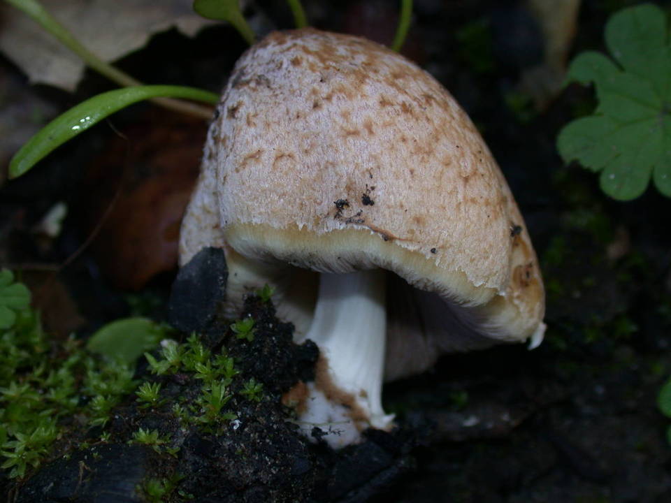 Coprinellus bipellis image