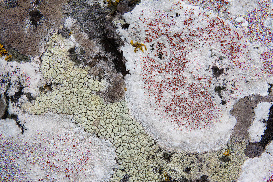 Haematomma fenzlianum image