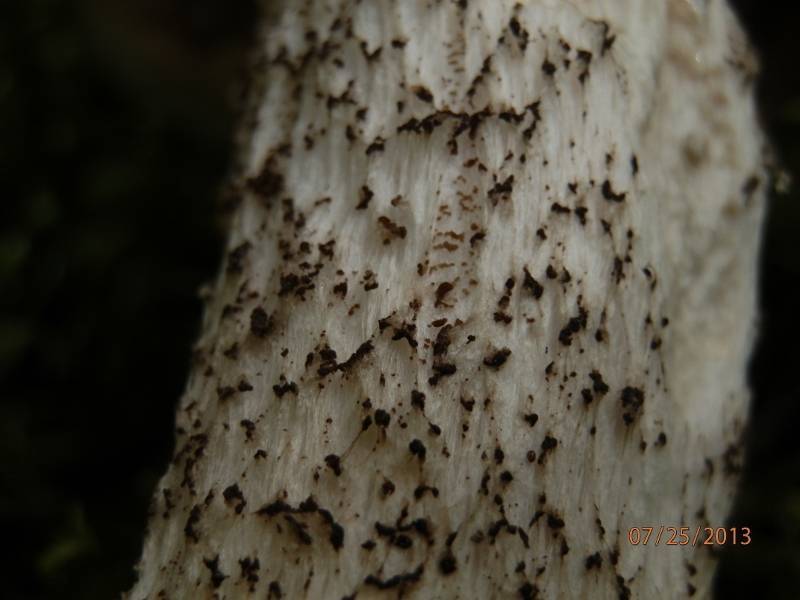Leccinum piceinum image