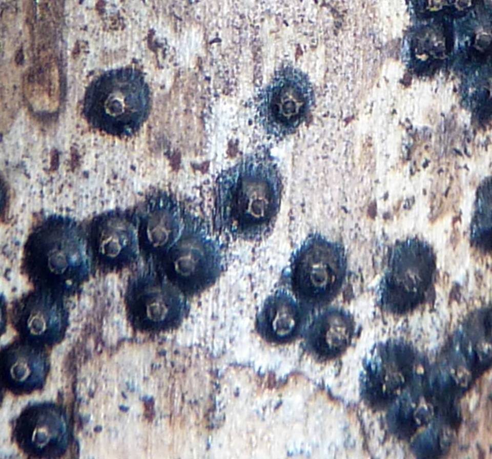 Seynesia erumpens image