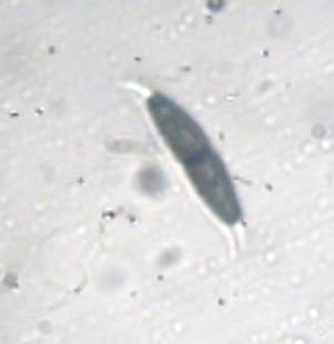 Seynesia erumpens image