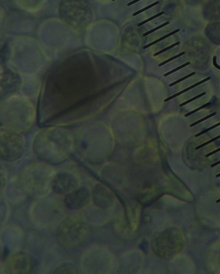 Pluteus similis image